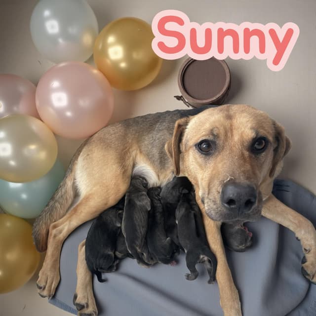 Sunny's Puppies - 4 Girls - NC media 5