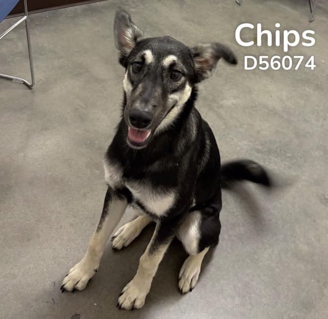 Chips media 2