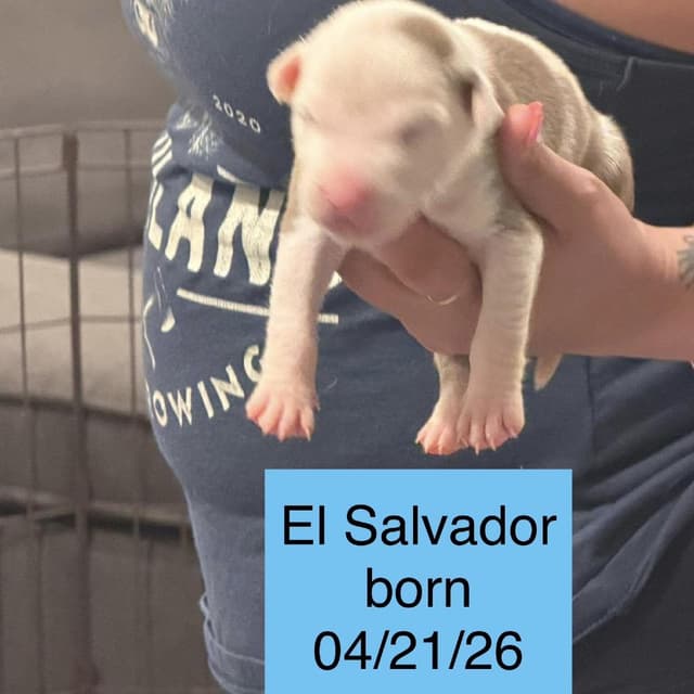 El Salvador media 3
