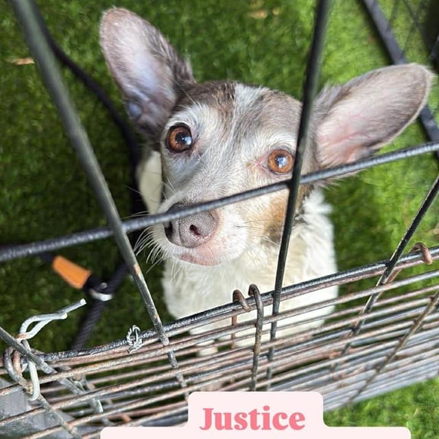 Momma Justice media 3