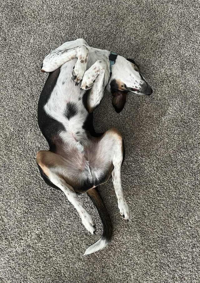 Jake - Fostered in Omaha media 2