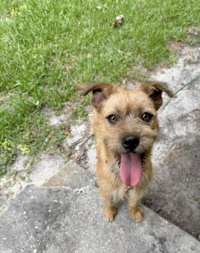 Graham - Foster or foster to adopt needed media 5