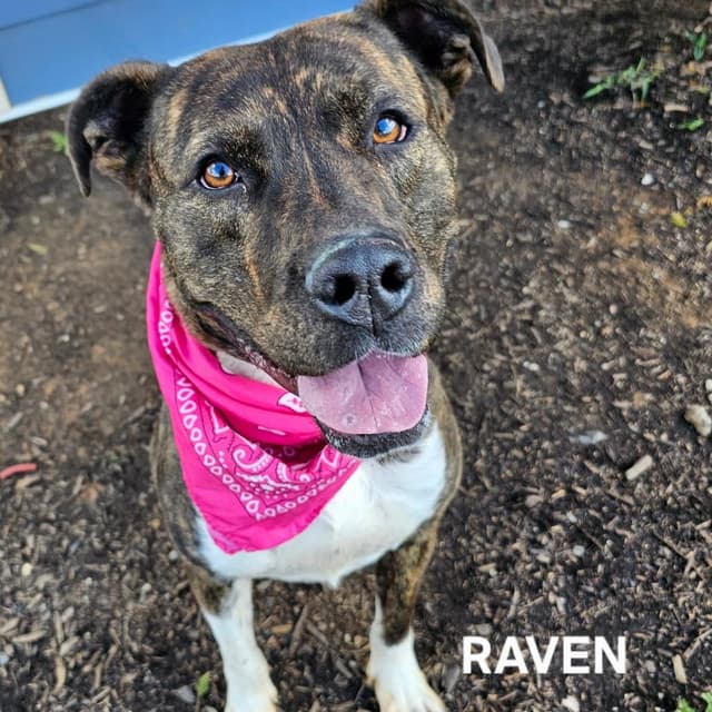 Raven media 3