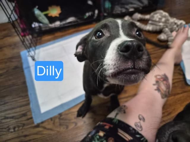 Dilly media 4