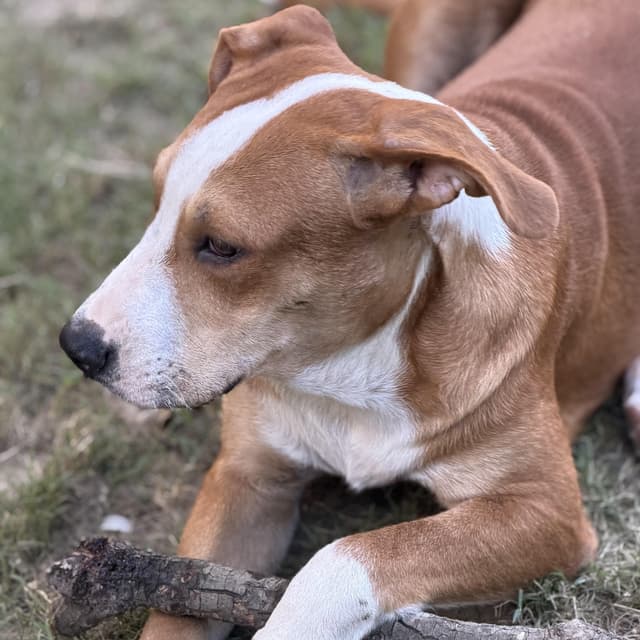 Hank (sponsored 100.00) media 5