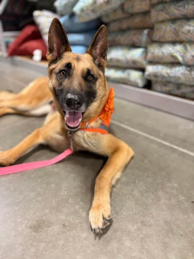 Ms Harley ( knows commands ) media 5