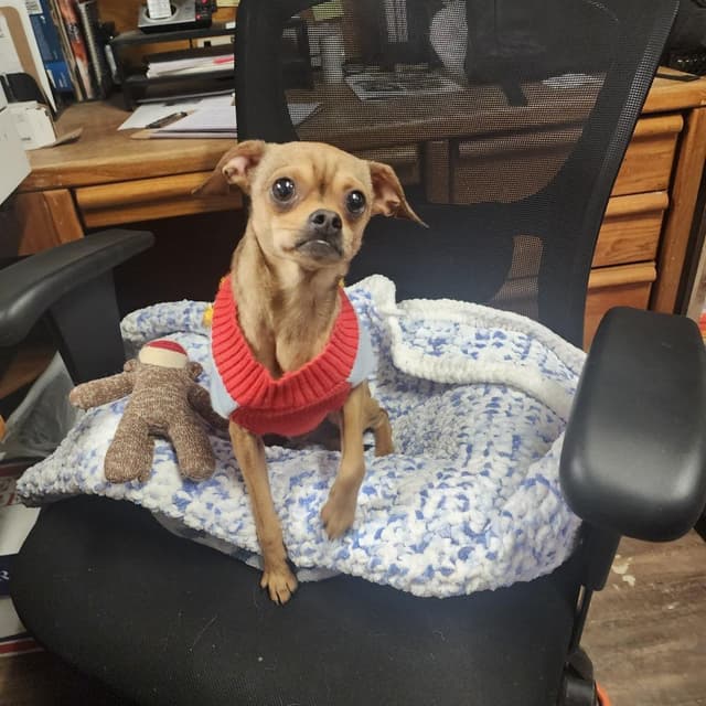 Tito (Buddy) media 4