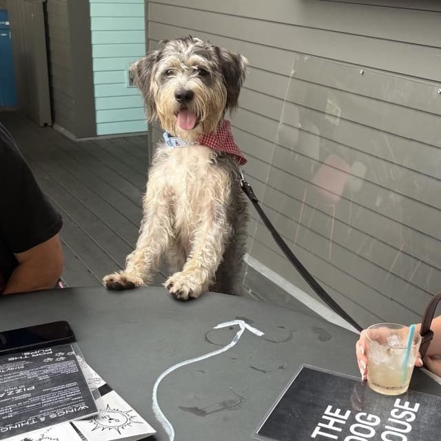 Theo (Benefactor Dog) media 5