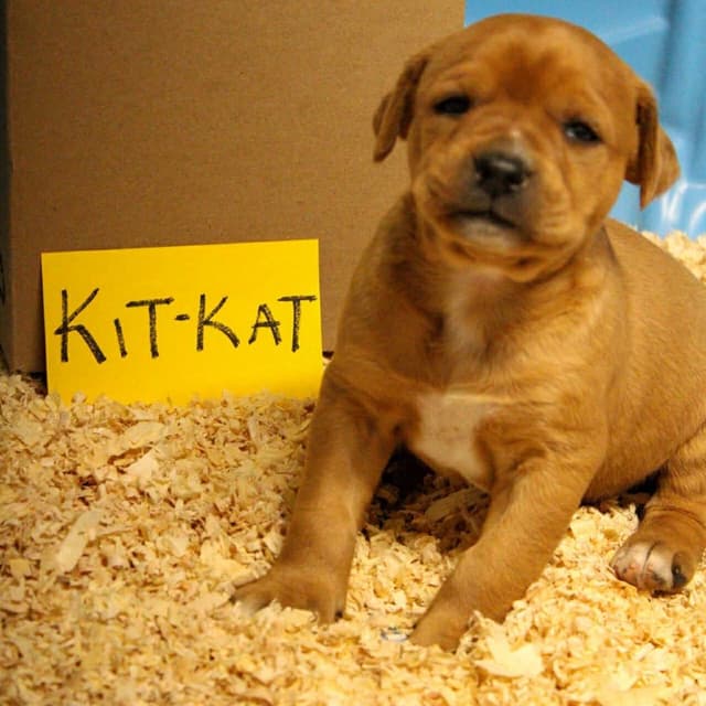 KitKat media 2