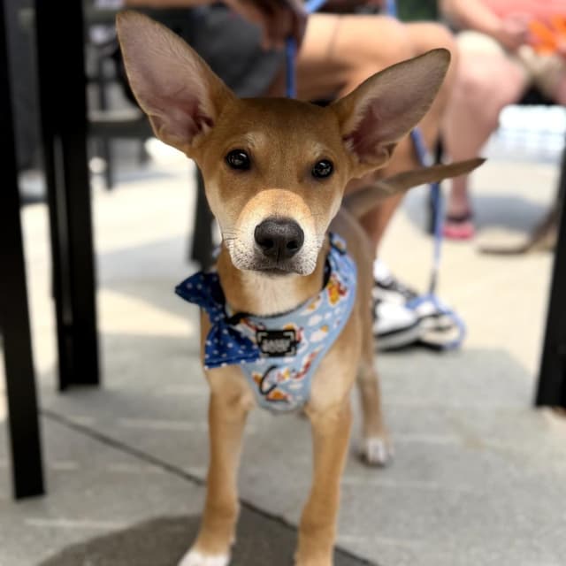 Benji media 6