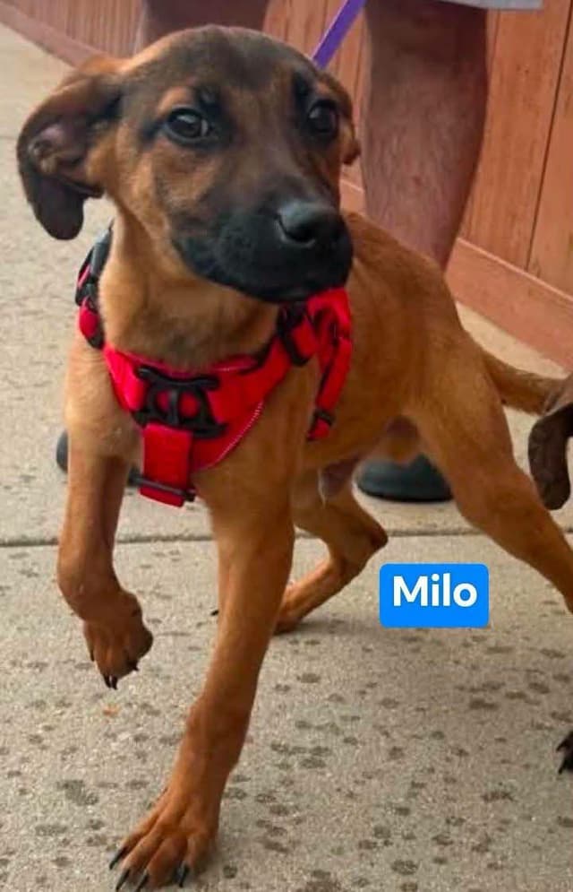 Peyton, Milo and Rexy media 3