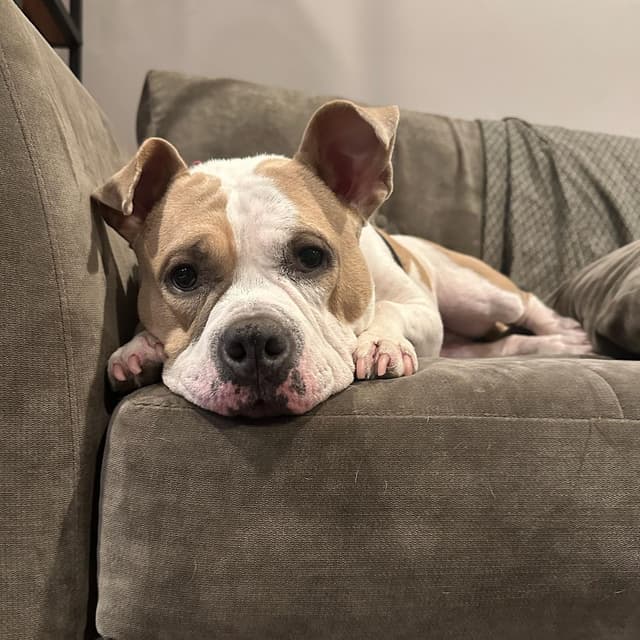 Couch Potato - Remy Bark! media 2