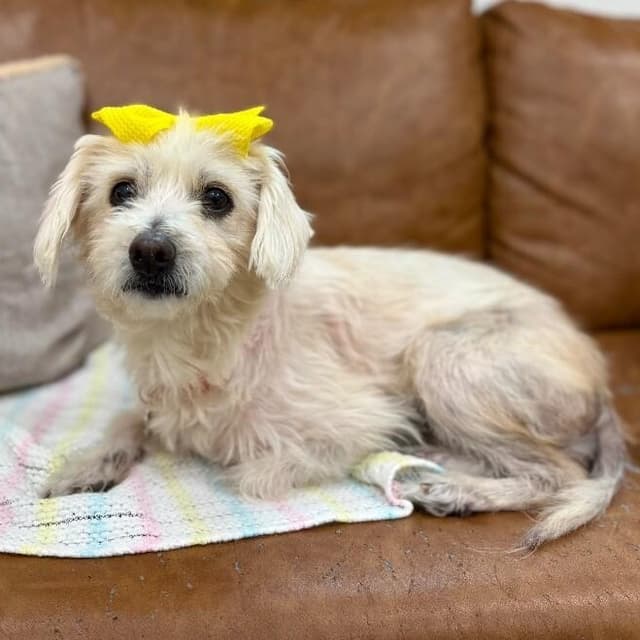 Bitsy Belle Cuddlebean media 4