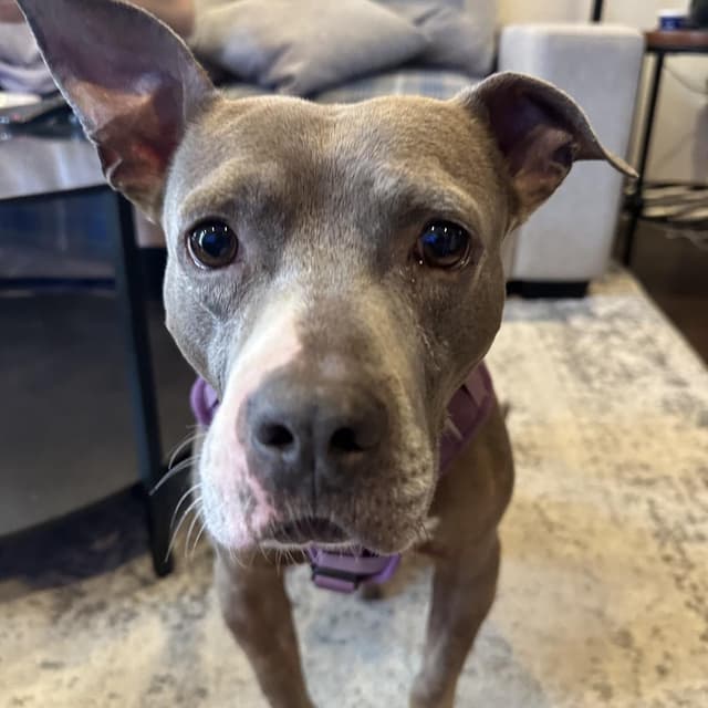 Dobby *Adoption Pending* media 4