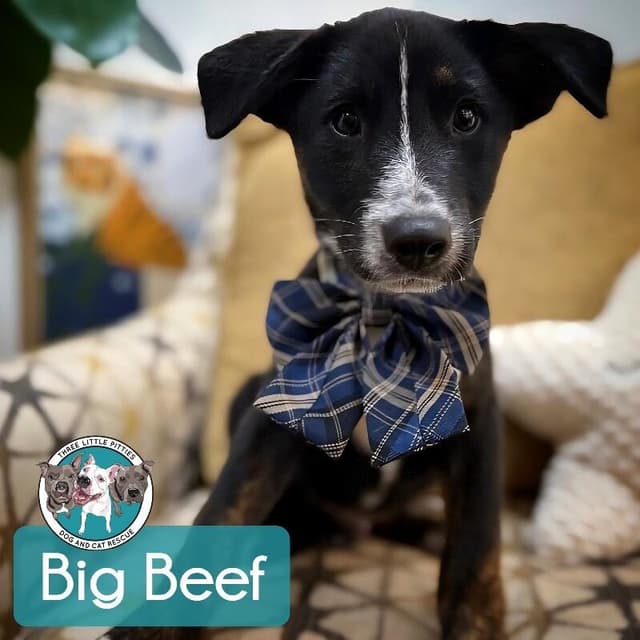 Big beef tomato media 3