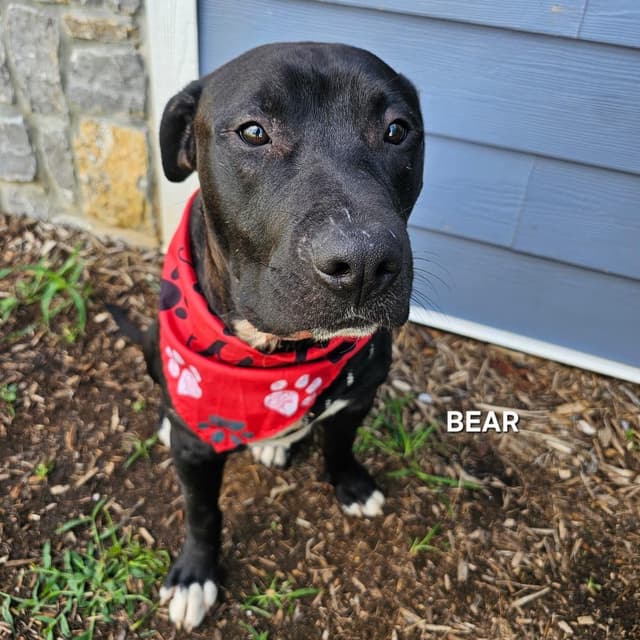 Bear media 4