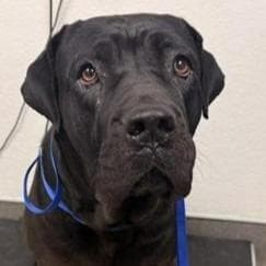 Maricella - (Courtesy Post) Adopt Me! media 2