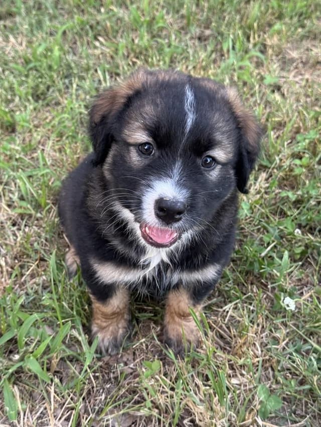 Flint - Wardell pups media 2