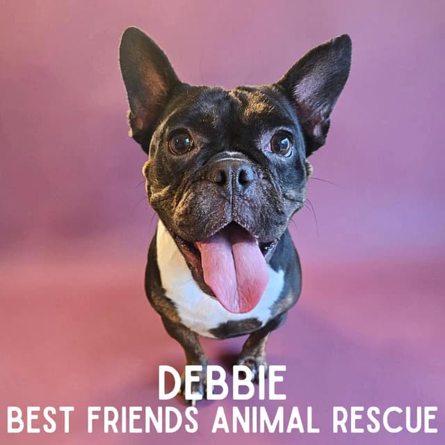Debbie media 3