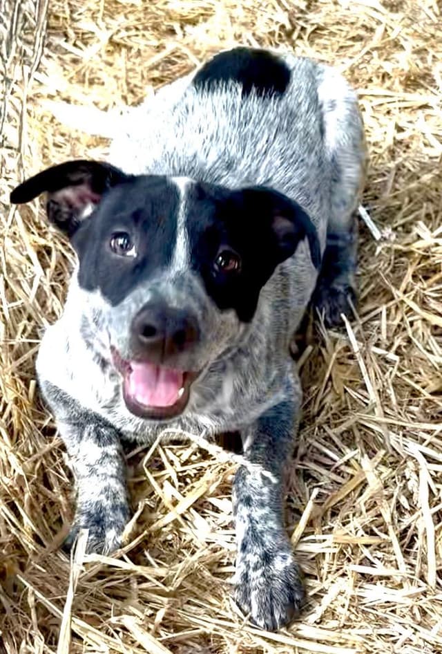 Bink (100 total adoption fee) media 6