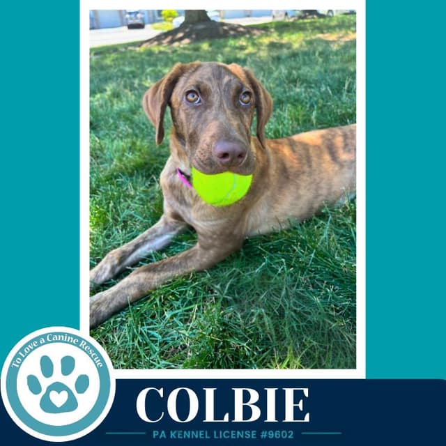 Colbie (The Copper Crew) 062026 media 3