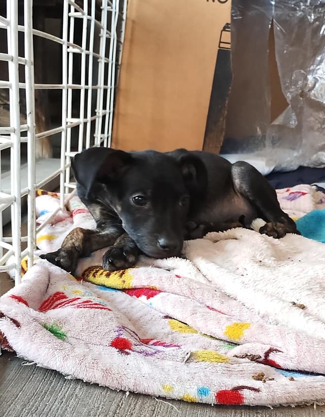 Koddys media 2