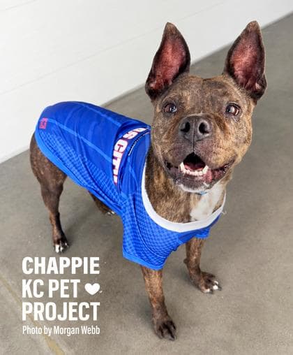 Chappie media 2