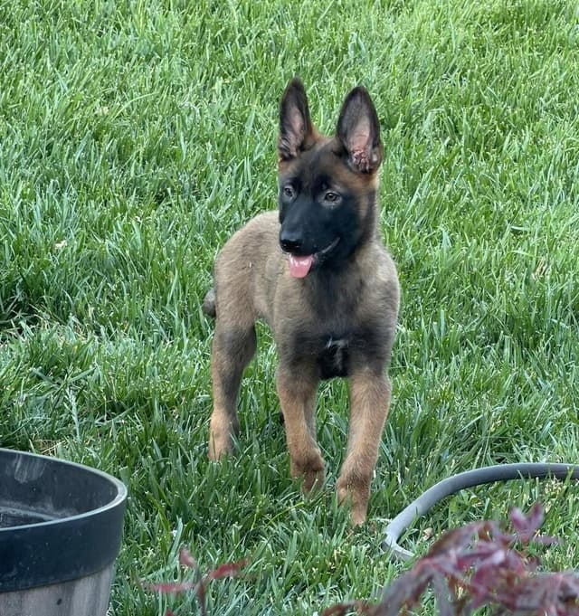 Lodi Litter Sonoma - Located in CA (female yellow collar) media 6