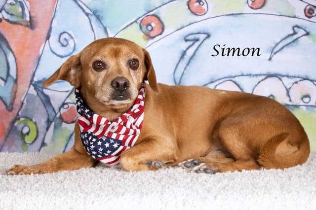 Simon media 2