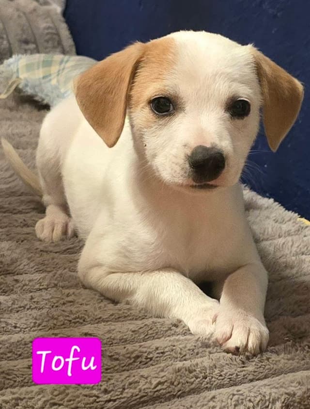 Tofu media 3
