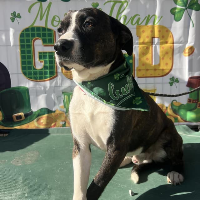Georgie media 3