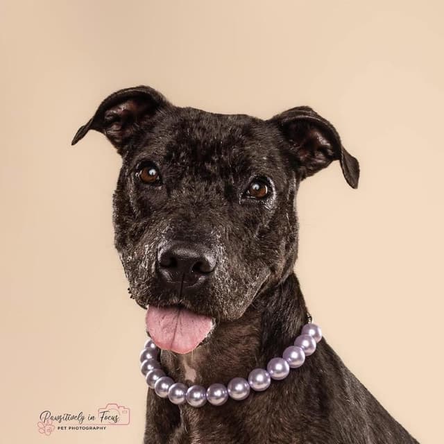 Dolly media 2