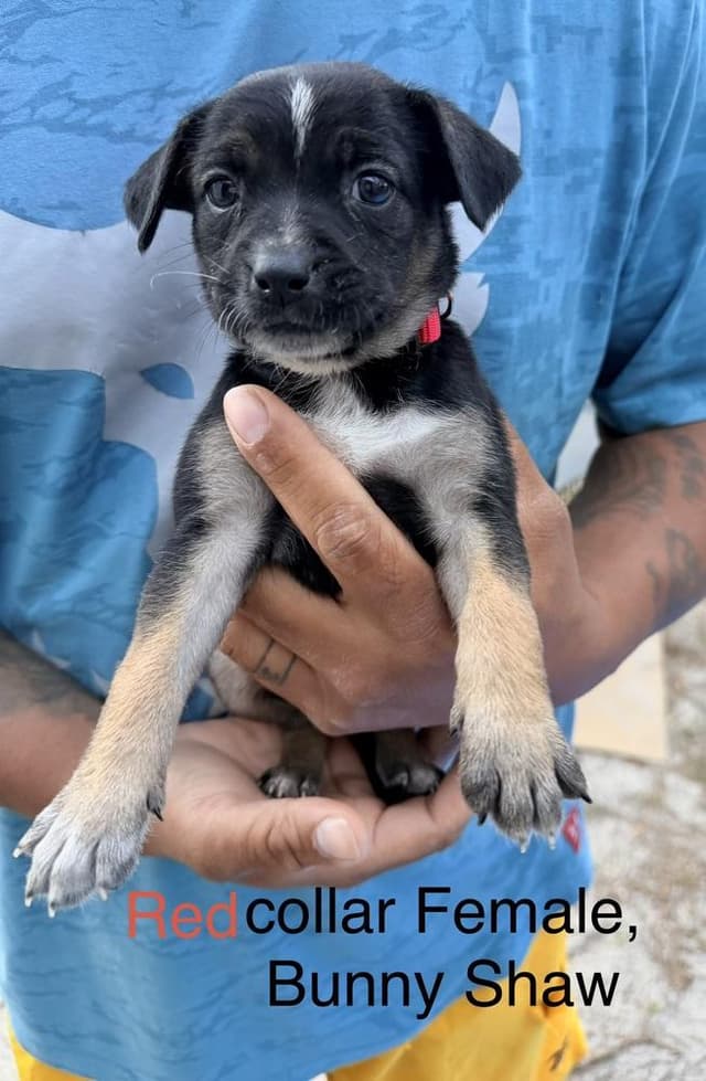 All-Star Soccer Litter - Bunny Shaw - Located in FL media 2