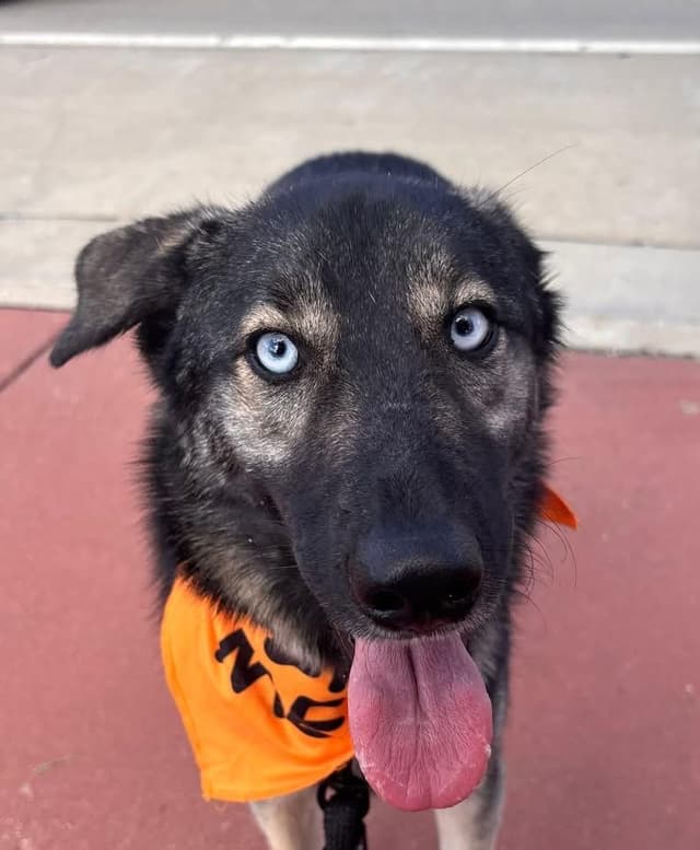 Blu the Husky/ Shepherd media 3