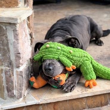 Rex Loves Toys media 4