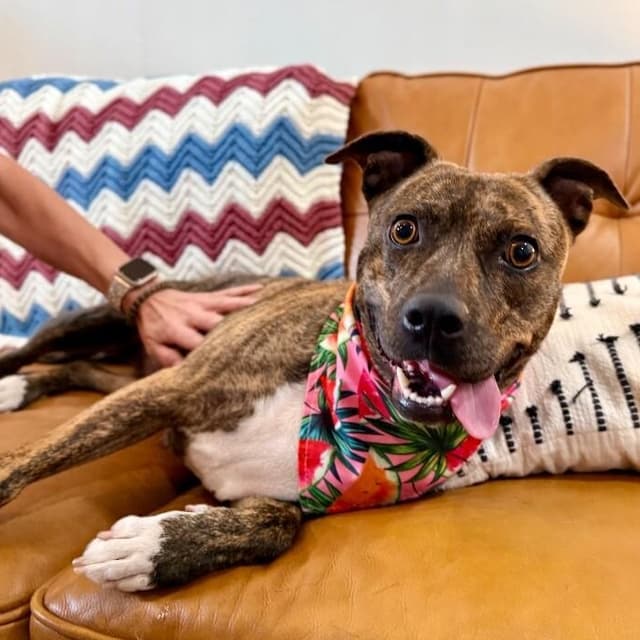 Rainee Bee The Brindle Beauty Sweetheart media 4