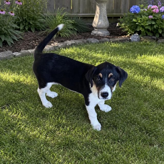 Marley (sponsored 100.00 adoption fee) media 2