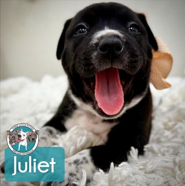Juliet Encanto media 3