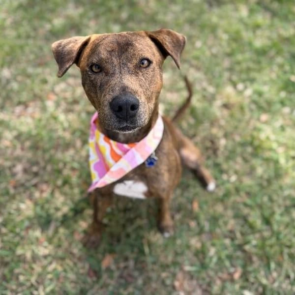 Kermit the Dog media 2