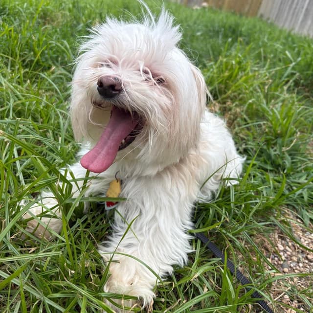 Angel (bonded to Max) media 2