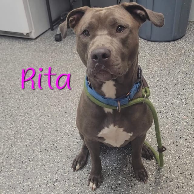 Rita media 4