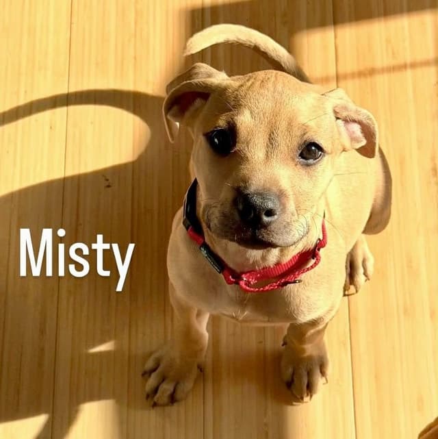 MISTY media 6