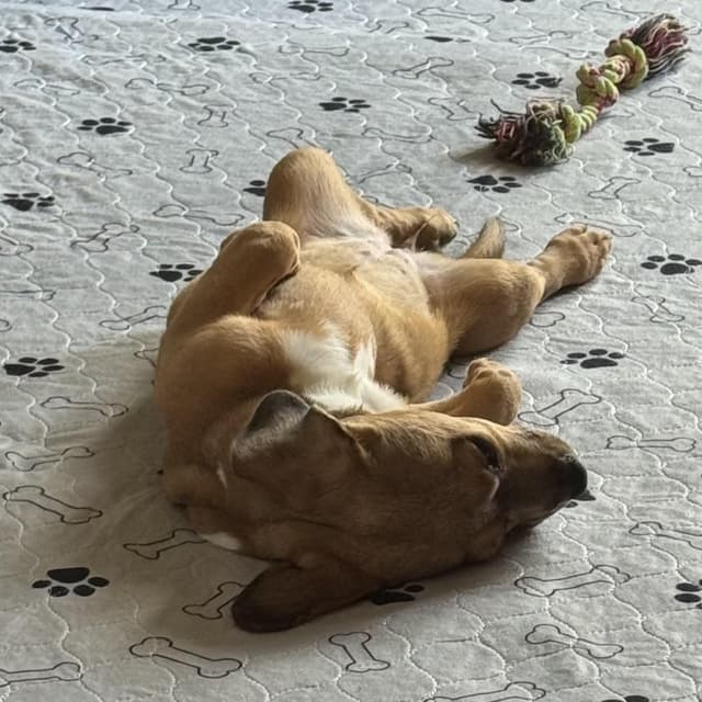 Violet Pound Puppy media 5