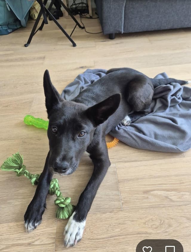 Fern - Adoption Pending media 2