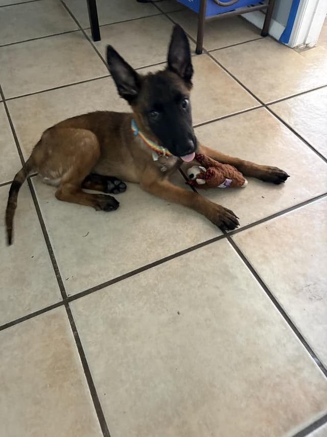 Nightfall Litter -  Flynt - Located in FL media 2