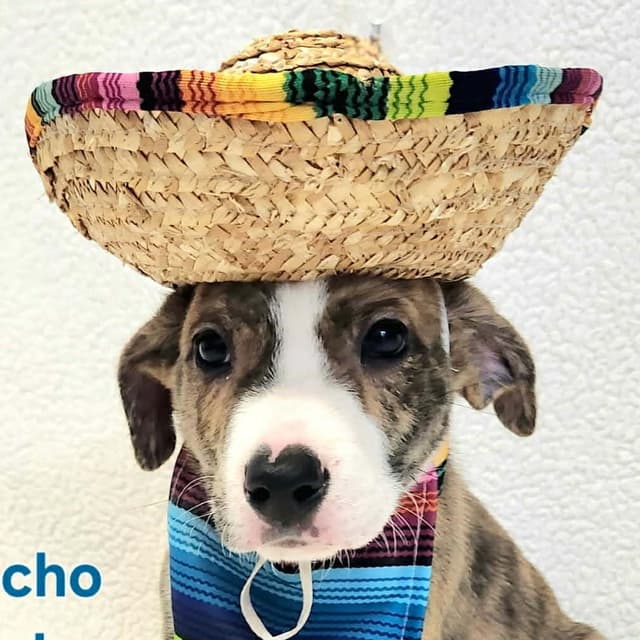 Nacho media 3