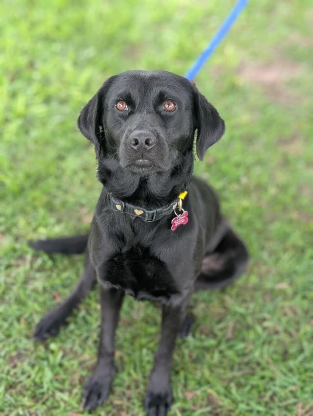 Dolly (blk lab) media 2
