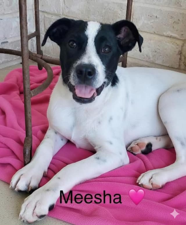 Meesha media 5
