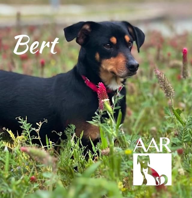 Bert media 2