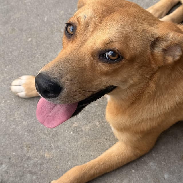 Honey Pot (adoption fee 100) media 6
